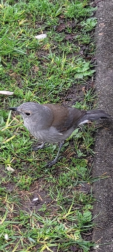 Gray Shrikethrush