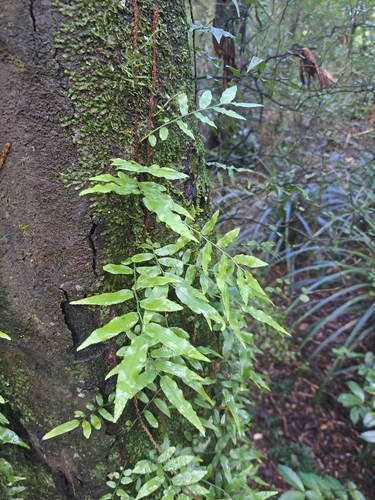 Arthropteris tenella, photograph 1