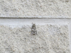 Acronicta rubricoma