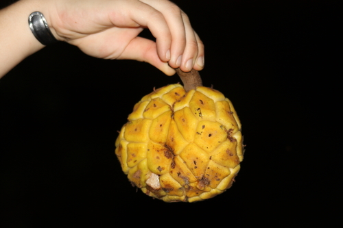 Image of Myrianthus arboreus by (c) Fábio Olmos, some rights reserved (CC BY)