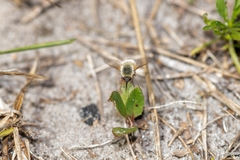 Systoechus candidulus