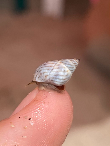 Littorina ziczac, 2026-08-14