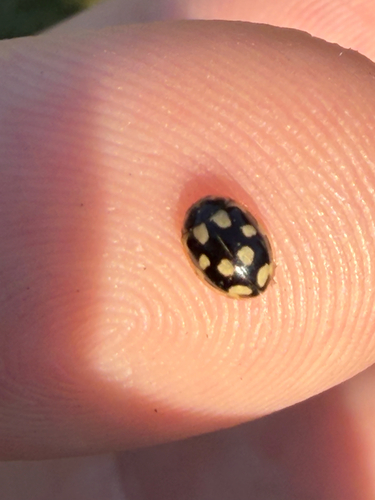 Fourteen-spotted Lady Beetle