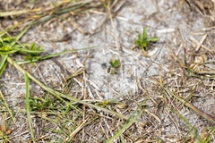 Systoechus candidulus