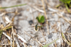 Systoechus candidulus