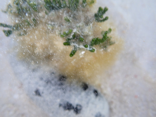 Caulerpa cupressoides observed 2026-08-13