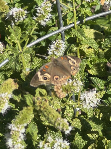 Gray Buckeye seen in Sonoma Valley