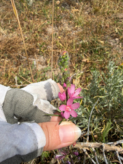 Sidalcea oregana, photograph (c) Rachel Allingham, some rights reserved (CC BY)