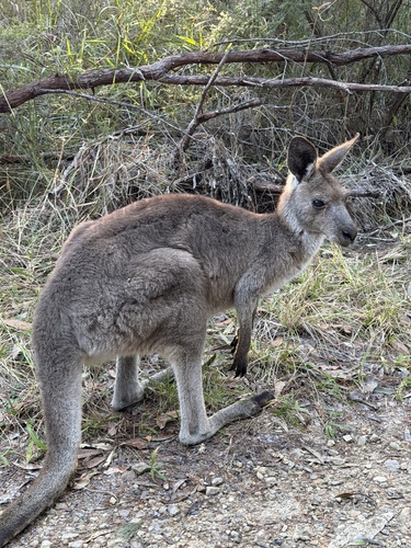 Eastern Grey Kangaroo