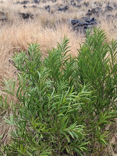 Acacia confusa, 2026-08-14