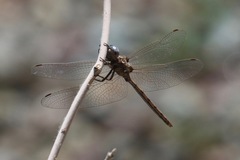 Macrothemis inacuta