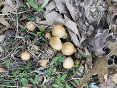 Agrocybe sororia