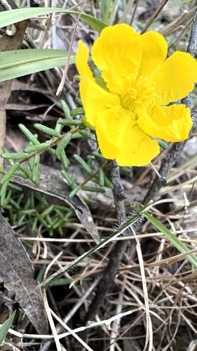 Hairy Guinea-flower