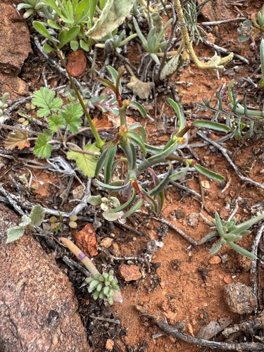 Euphorbia tannensis observed 2026-08-14