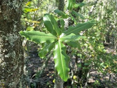 Kageneckia oblonga, photograph (c) Cesar Ormazabal, some rights reserved (CC BY)
