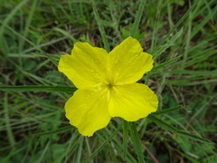 Oenothera macrocarpa