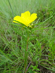 Oenothera macrocarpa