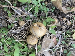 Agrocybe sororia
