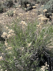 Chrysothamnus viscidiflorus puberulus