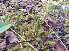 Erythronium montanum