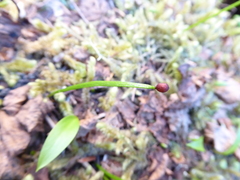 Erythronium montanum