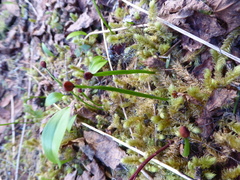 Erythronium montanum