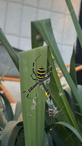 Wasp Spider