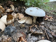 Agaricineae