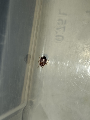 Common Bed Bug