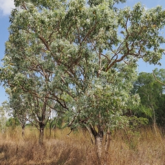 Melaleuca dealbata