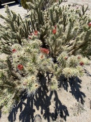 Cylindropuntia sanfelipensis