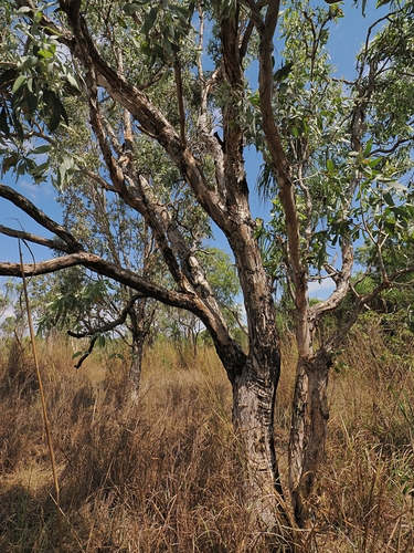 Melaleuca dealbata, photograph 1
