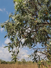 Melaleuca dealbata, photograph (c) Roland Muench, some rights reserved (CC BY)