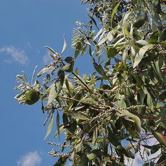 Melaleuca dealbata, photograph (c) Roland Muench, some rights reserved (CC BY)