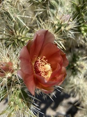 Cylindropuntia sanfelipensis