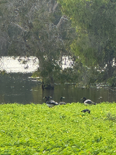 Magpie Goose