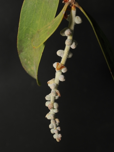 Melaleuca dealbata, photograph 4
