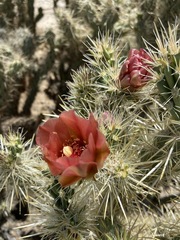 Cylindropuntia sanfelipensis