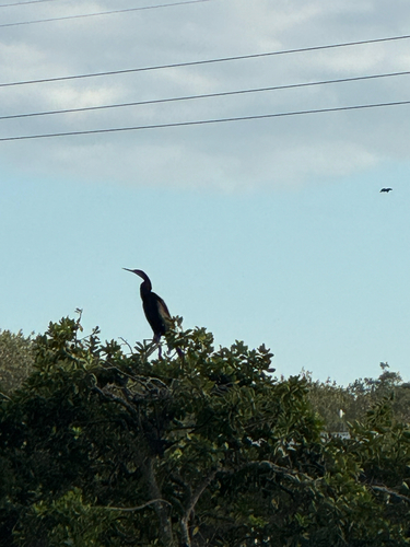 Australasian Darter