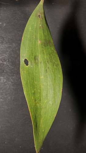 Melaleuca dealbata, photograph 5