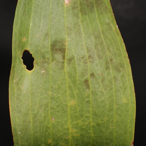 Melaleuca dealbata, photograph 6