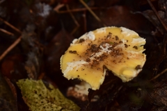 Amanita toxica