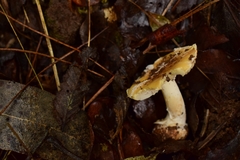 Amanita toxica