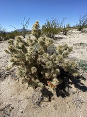 Cylindropuntia sanfelipensis