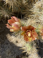 Cylindropuntia sanfelipensis