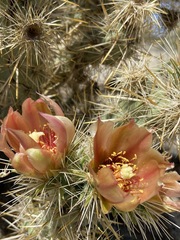 Cylindropuntia sanfelipensis