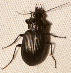 Chlaenius niger