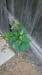 Toxicodendron radicans