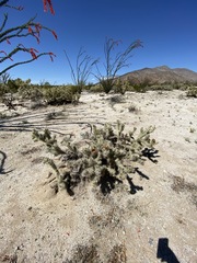 Cylindropuntia sanfelipensis