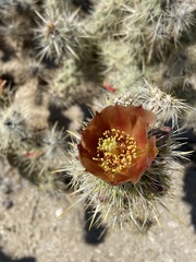 Cylindropuntia sanfelipensis